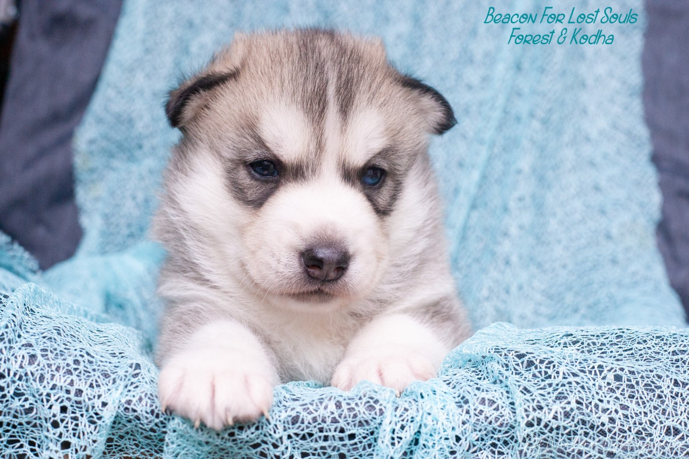 Of Northern Lights Spirit - Chiots disponibles - Siberian Husky
