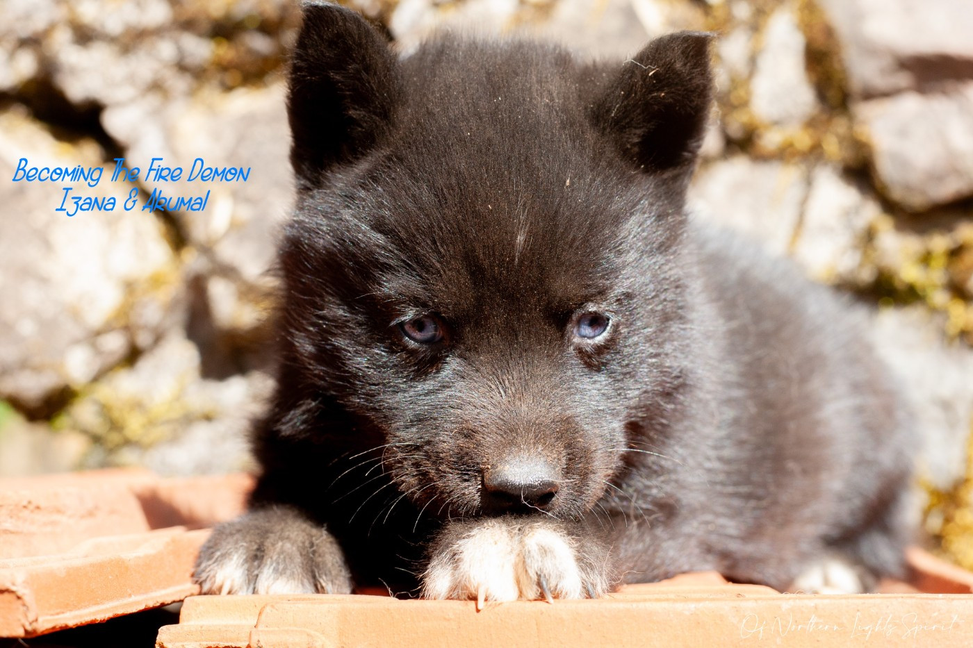 Of Northern Lights Spirit - Chiots disponibles - Siberian Husky