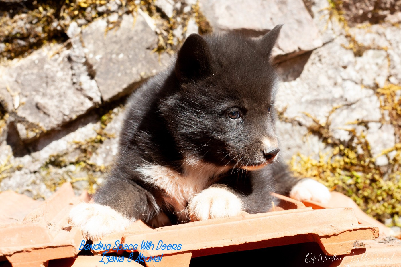 Of Northern Lights Spirit - Chiots disponibles - Siberian Husky