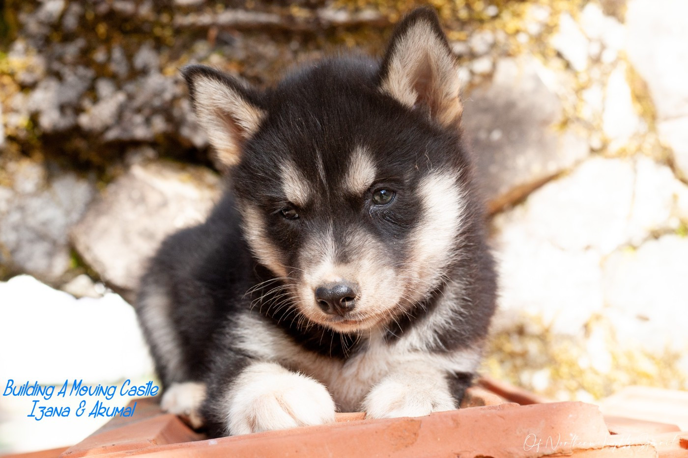 Of Northern Lights Spirit - Chiots disponibles - Siberian Husky