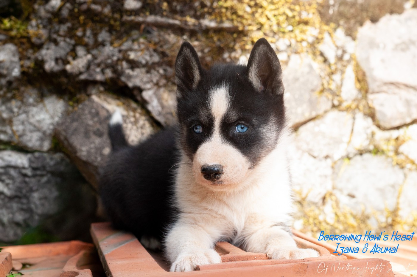 Of Northern Lights Spirit - Chiots disponibles - Siberian Husky