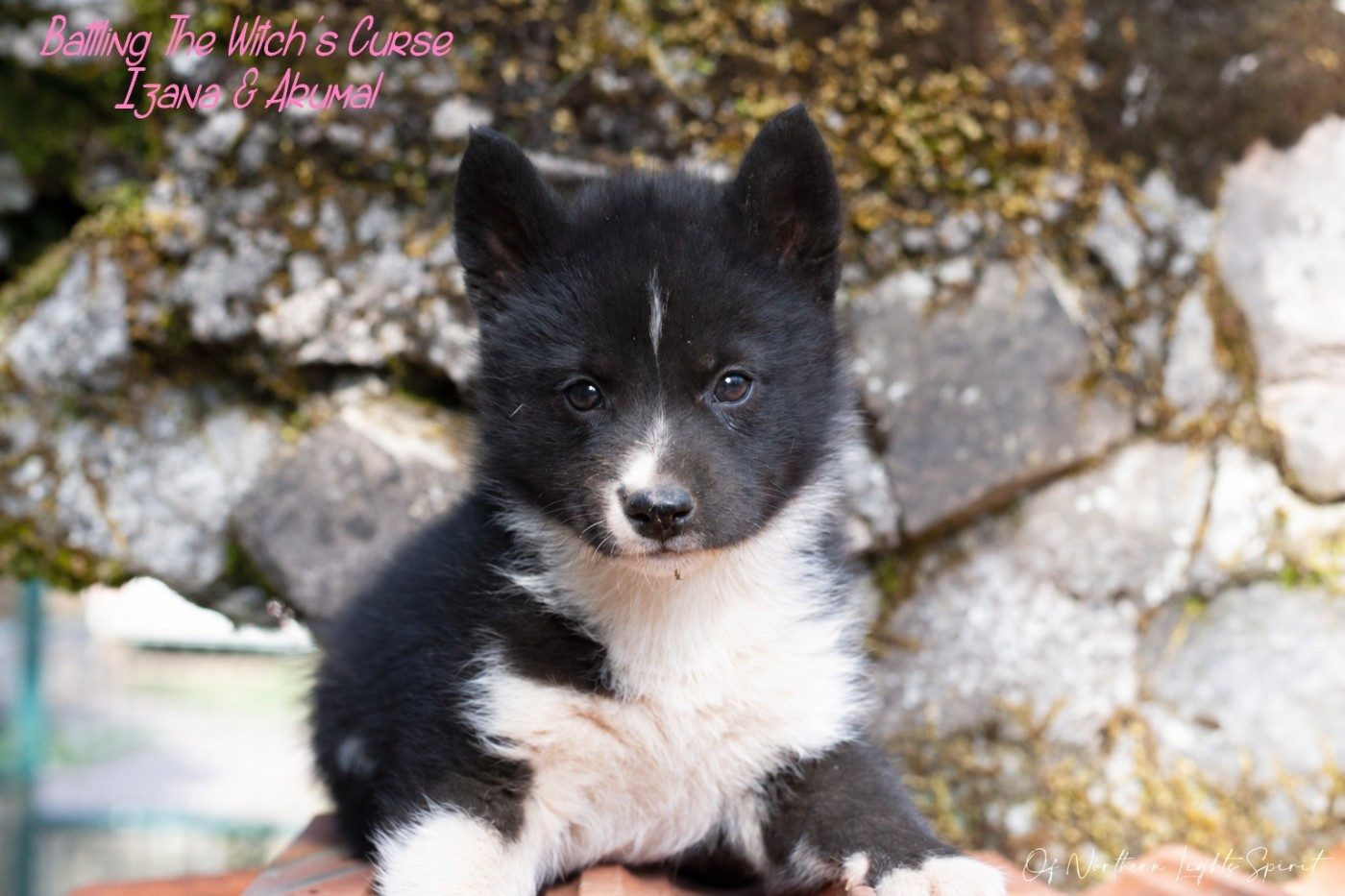 Of Northern Lights Spirit - Chiots disponibles - Siberian Husky