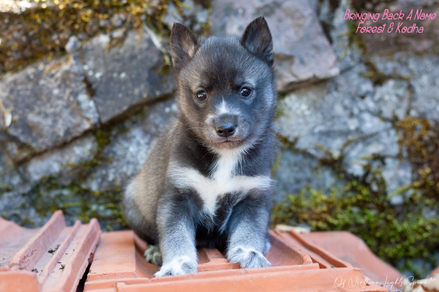 Of Northern Lights Spirit - Chiots disponibles - Siberian Husky