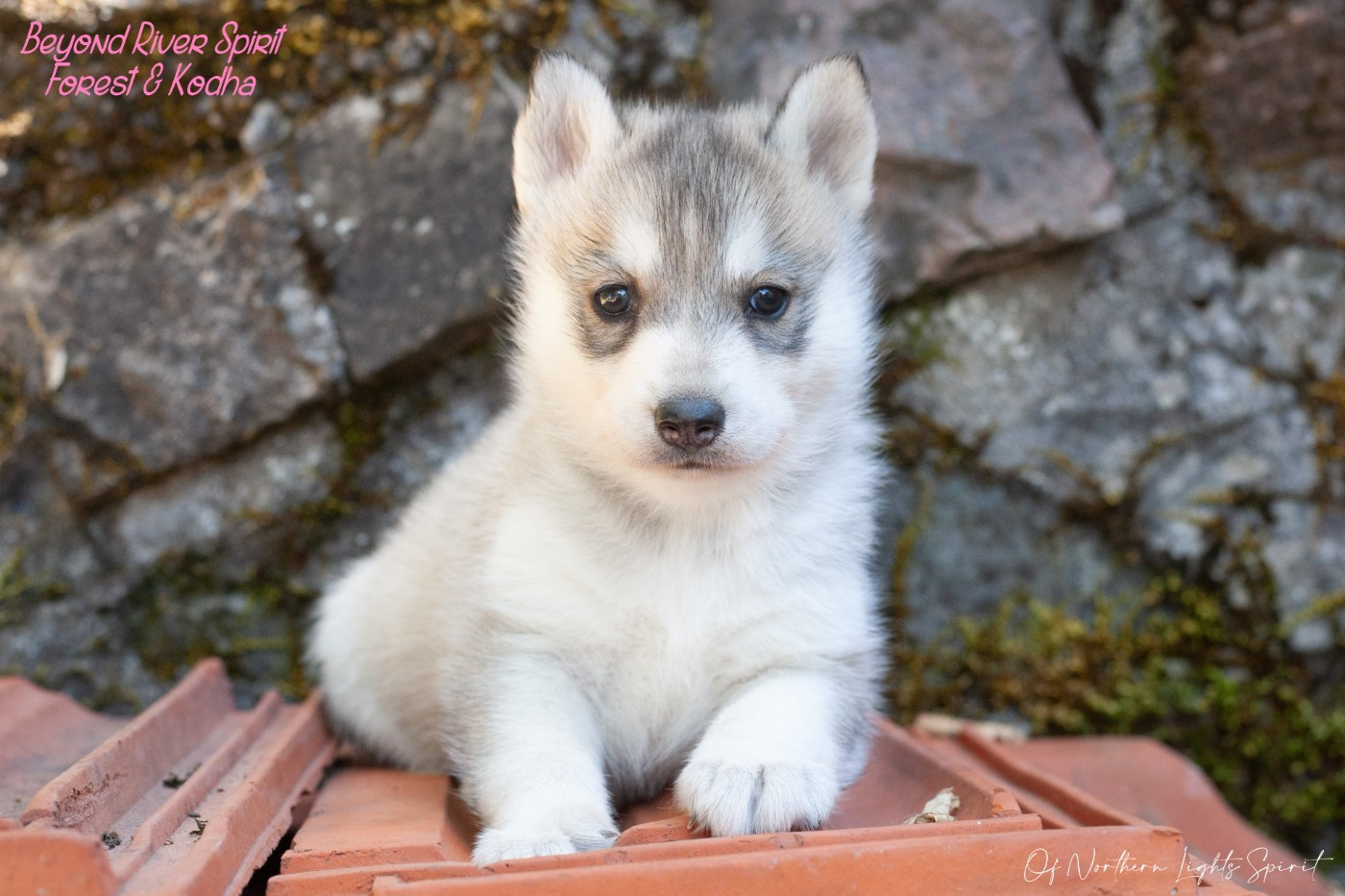 Of Northern Lights Spirit - Chiots disponibles - Siberian Husky