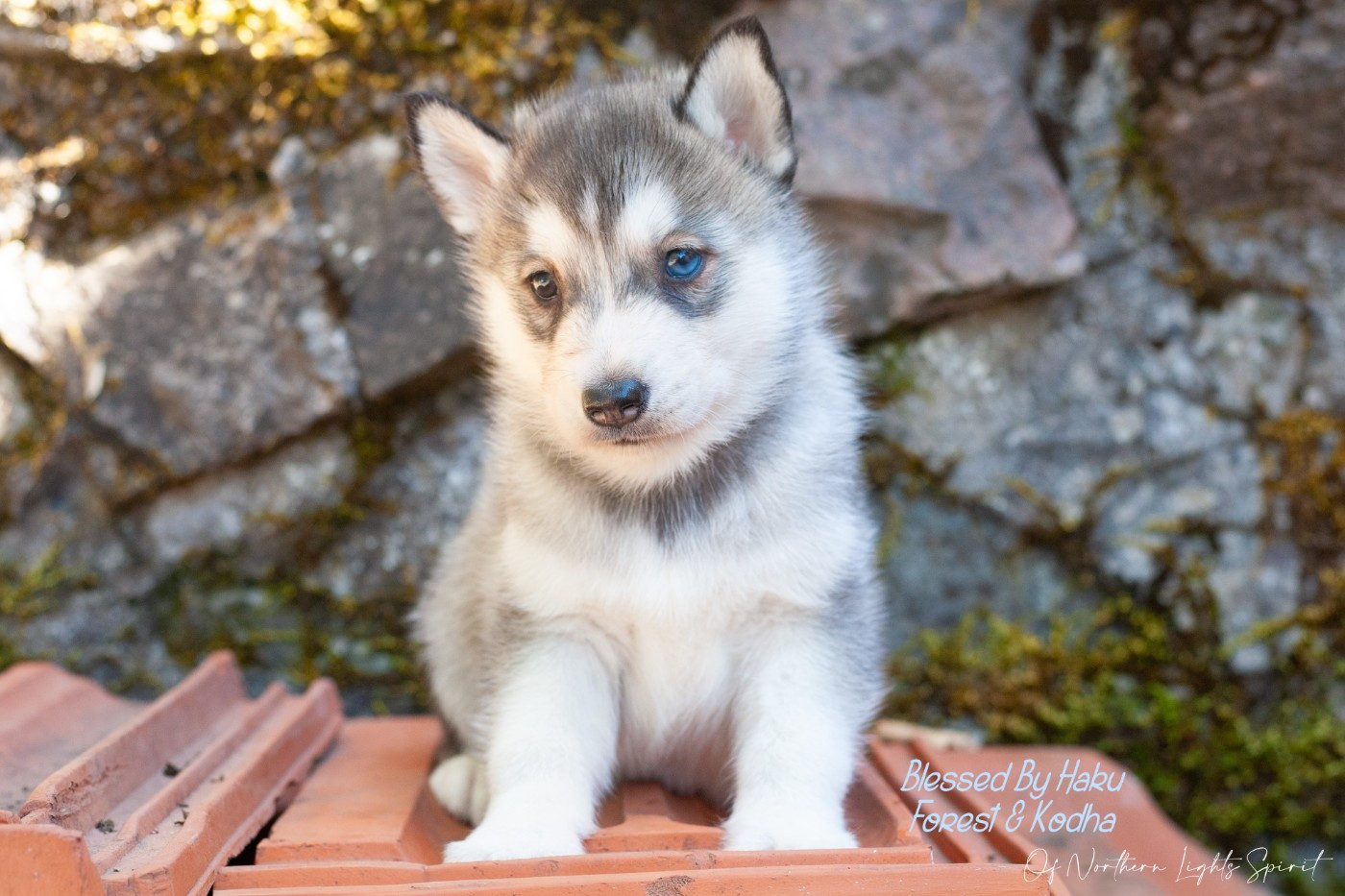 Of Northern Lights Spirit - Chiots disponibles - Siberian Husky