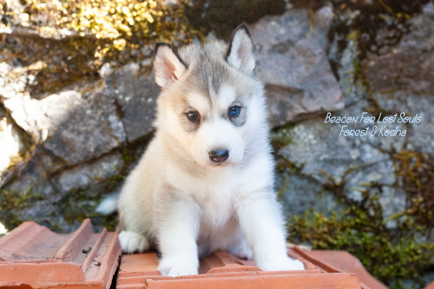 Of Northern Lights Spirit - Chiots disponibles - Siberian Husky