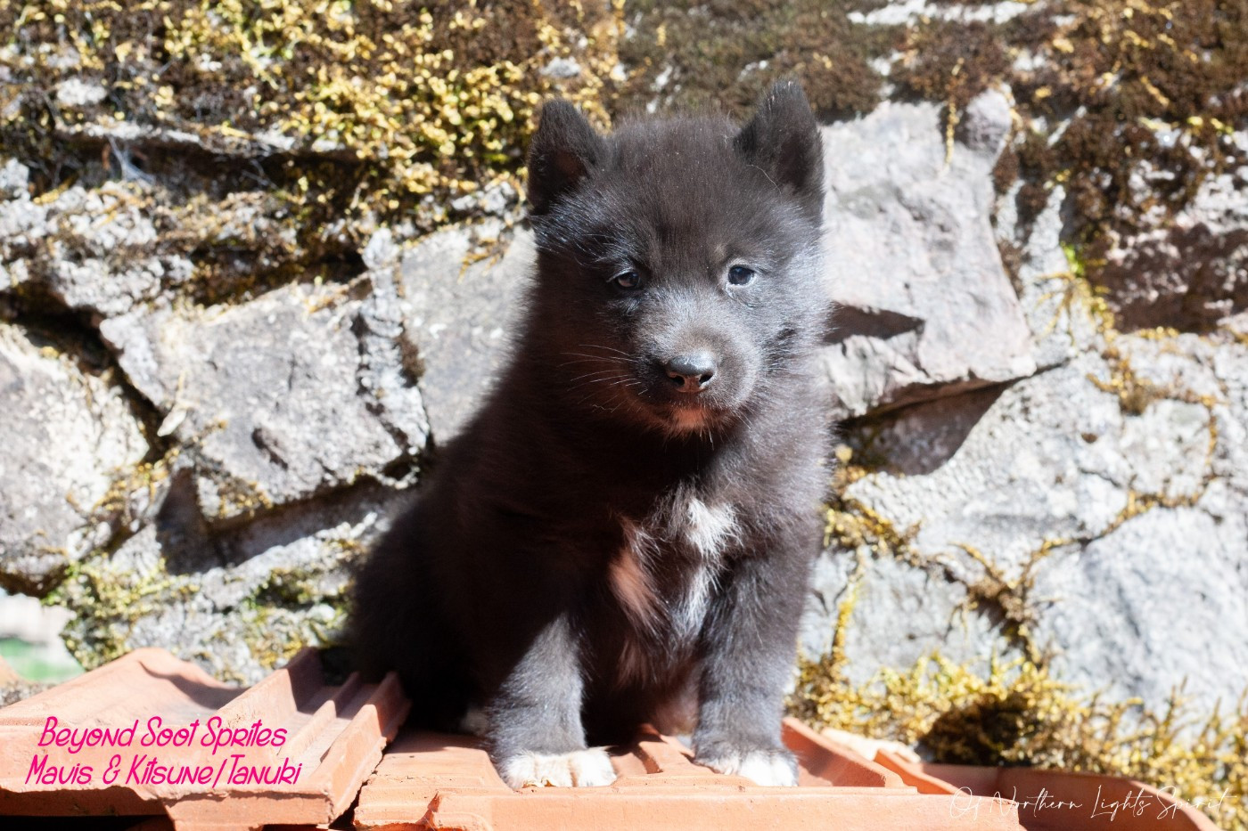 Of Northern Lights Spirit - Chiots disponibles - Siberian Husky