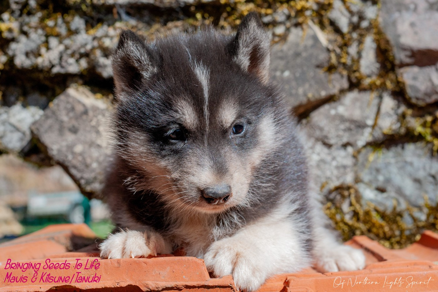 Of Northern Lights Spirit - Chiots disponibles - Siberian Husky
