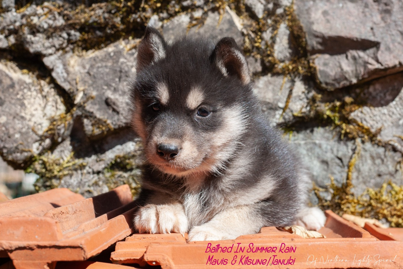 Of Northern Lights Spirit - Chiots disponibles - Siberian Husky