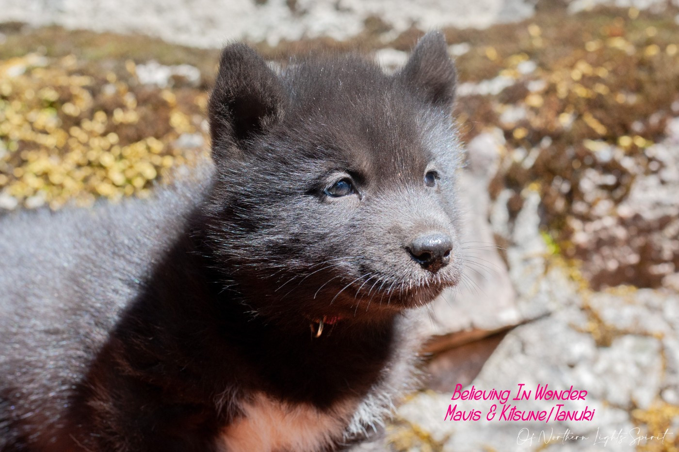 Of Northern Lights Spirit - Chiots disponibles - Siberian Husky