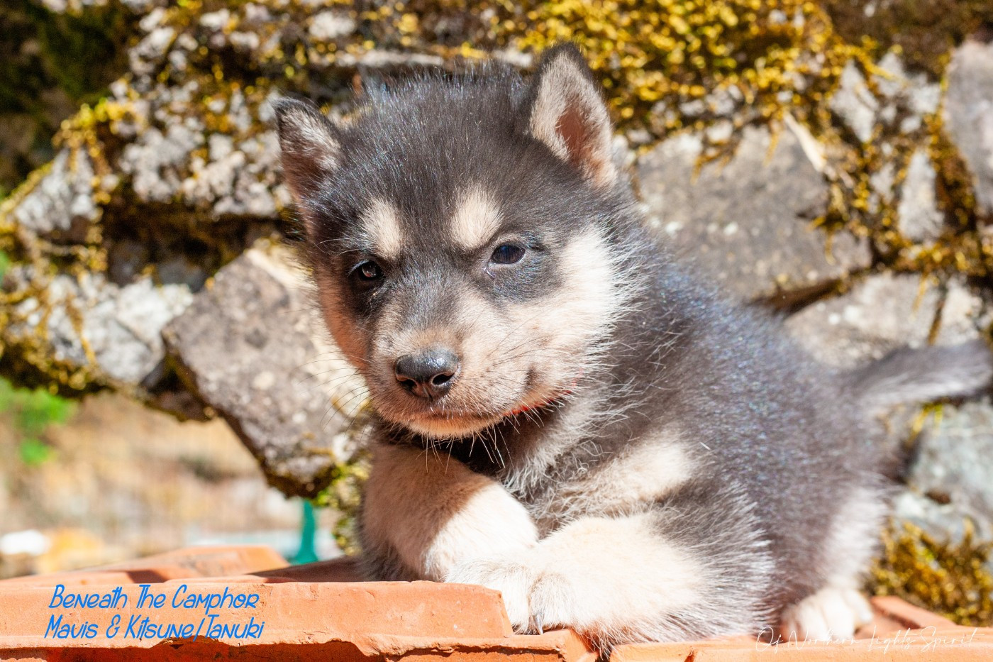 Of Northern Lights Spirit - Chiots disponibles - Siberian Husky