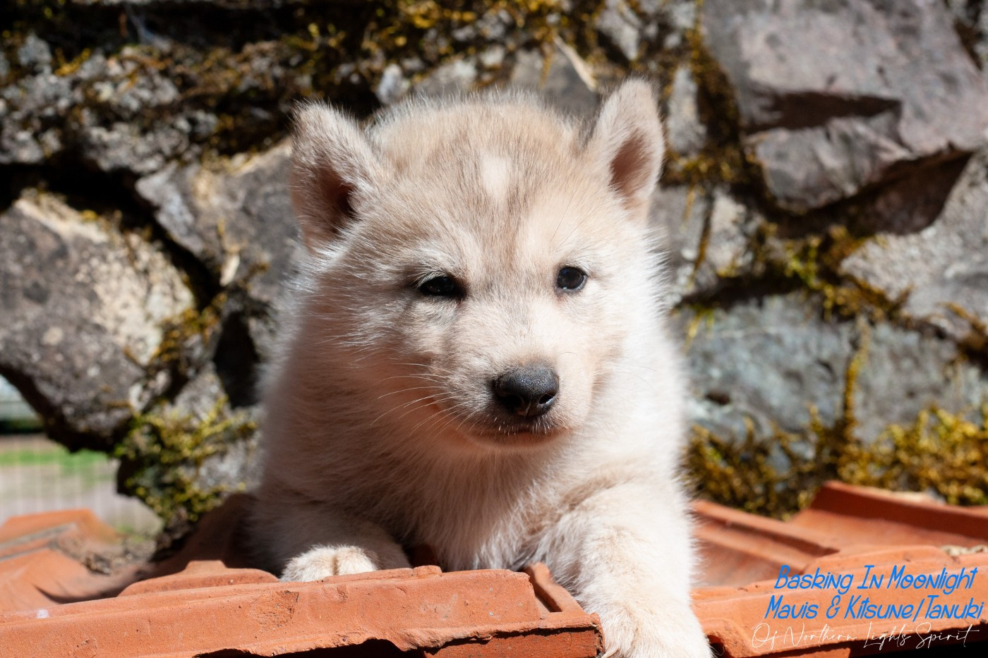 Of Northern Lights Spirit - Chiots disponibles - Siberian Husky
