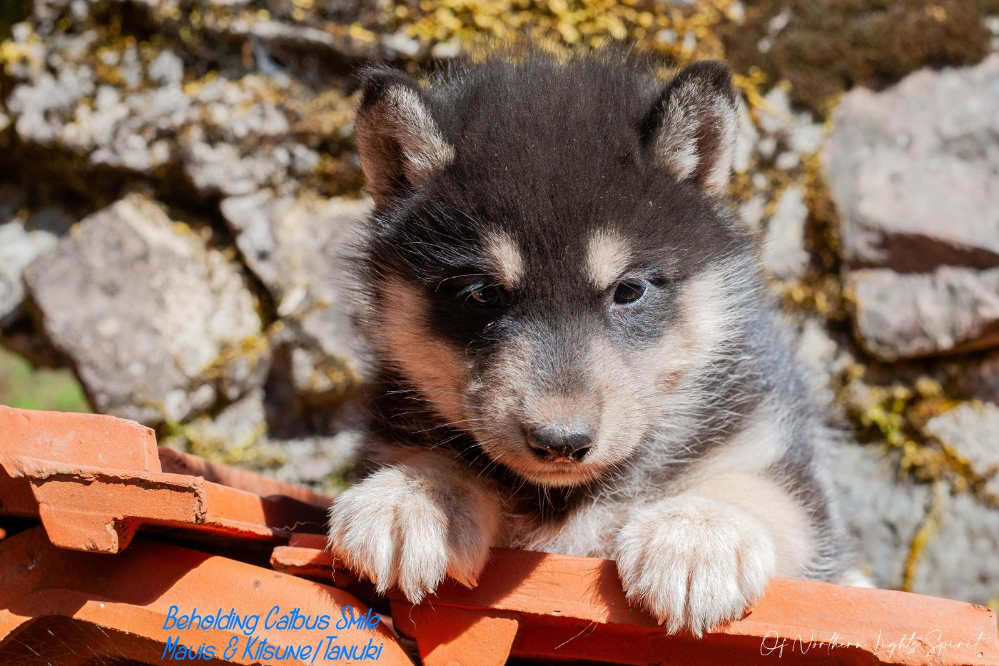 Of Northern Lights Spirit - Chiots disponibles - Siberian Husky