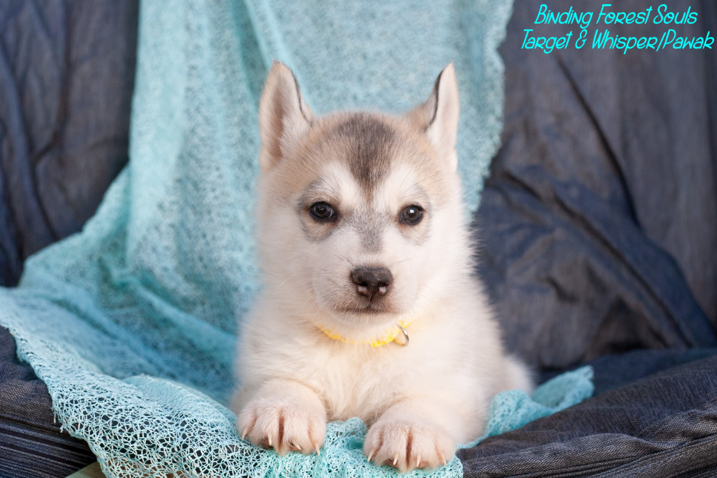 Of Northern Lights Spirit - Chiots disponibles - Siberian Husky