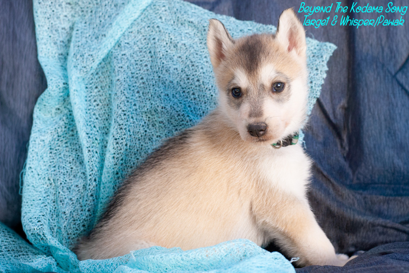 Of Northern Lights Spirit - Chiots disponibles - Siberian Husky