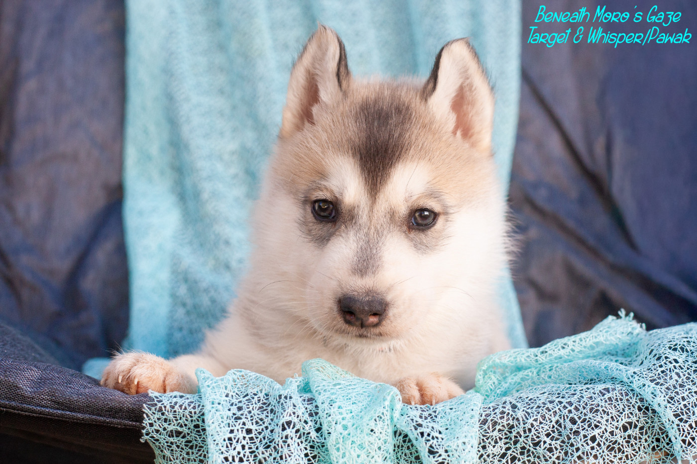 Of Northern Lights Spirit - Chiots disponibles - Siberian Husky