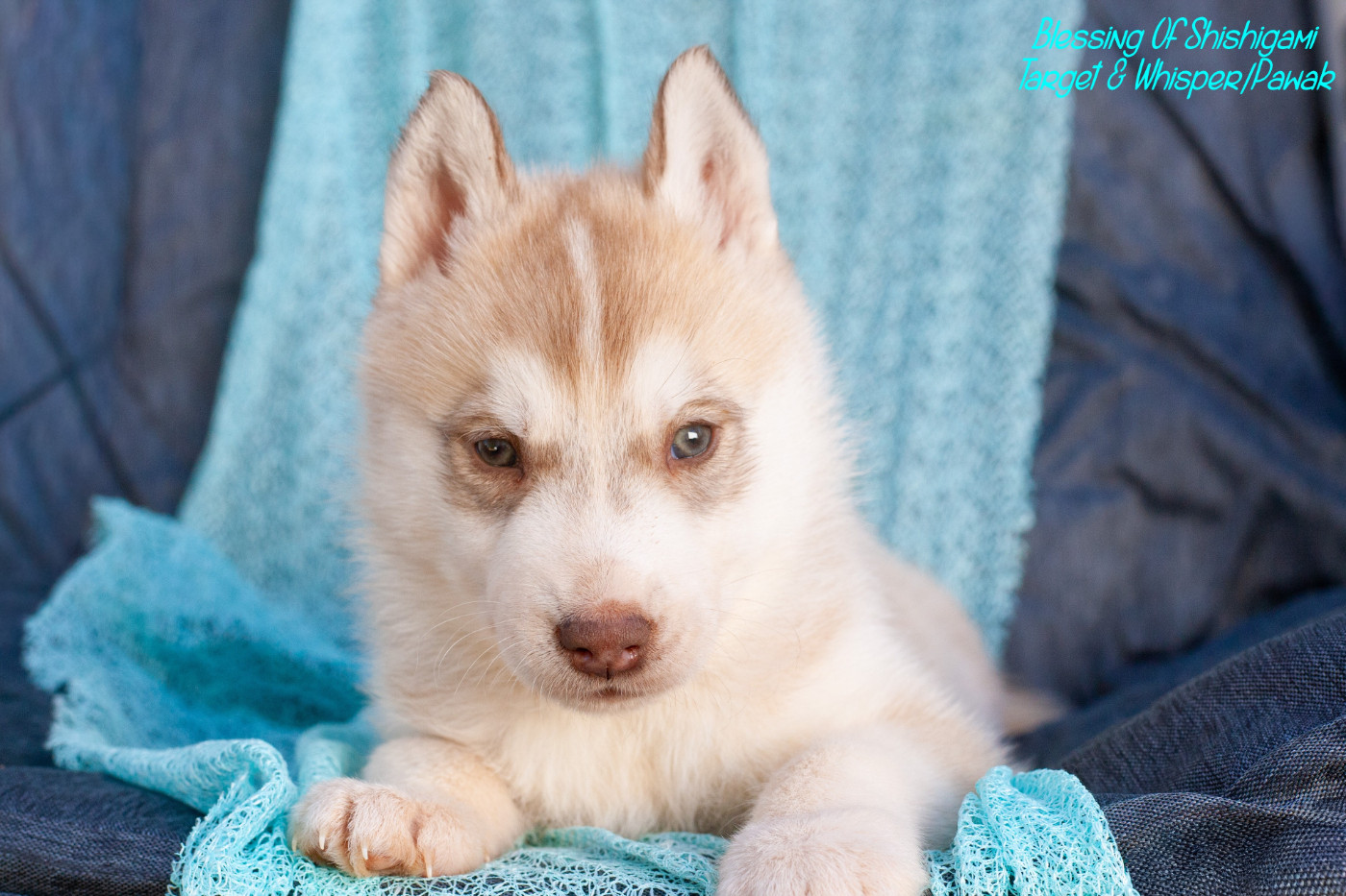 Of Northern Lights Spirit - Chiots disponibles - Siberian Husky