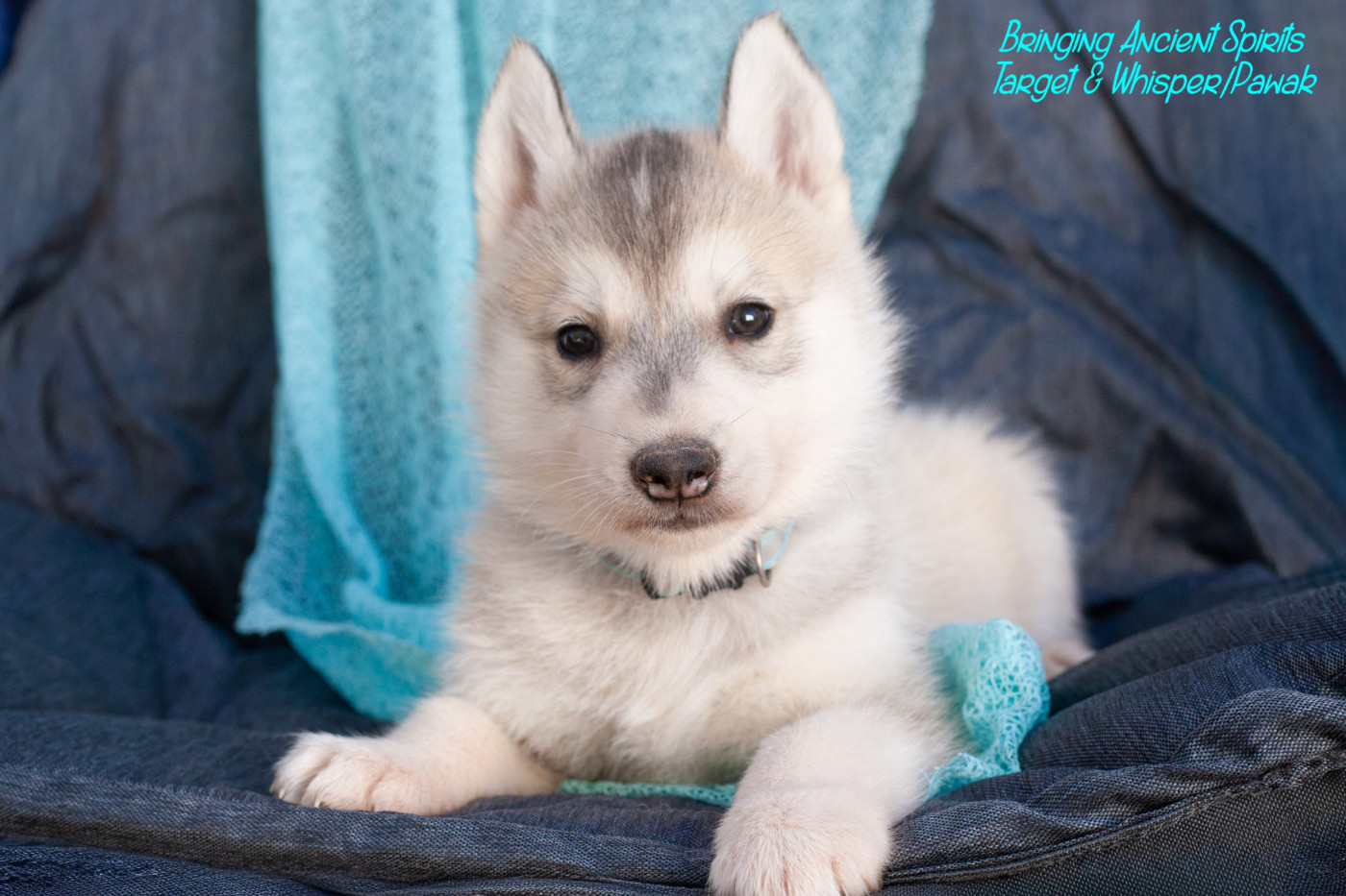 Of Northern Lights Spirit - Chiots disponibles - Siberian Husky