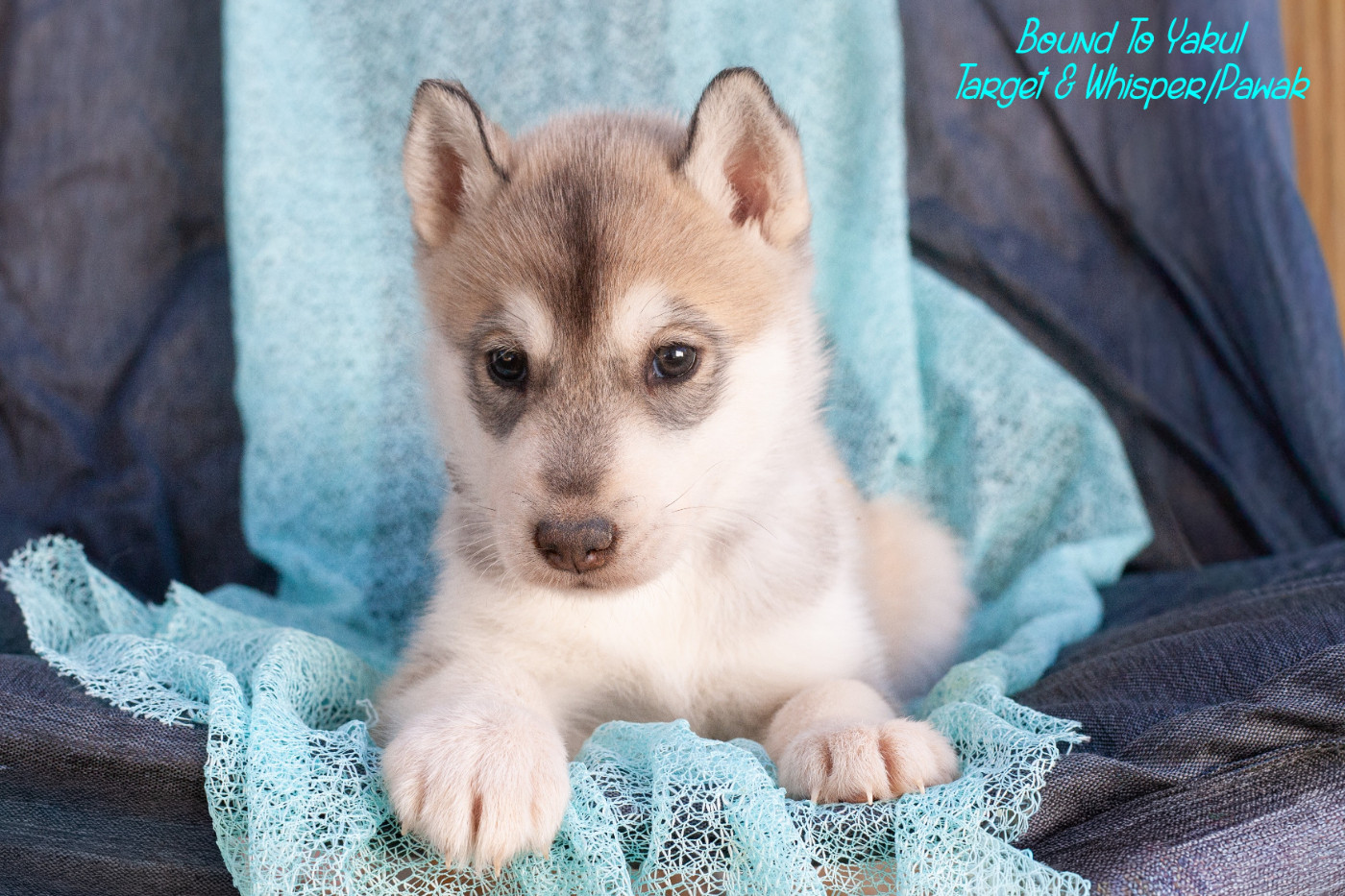 Of Northern Lights Spirit - Chiots disponibles - Siberian Husky