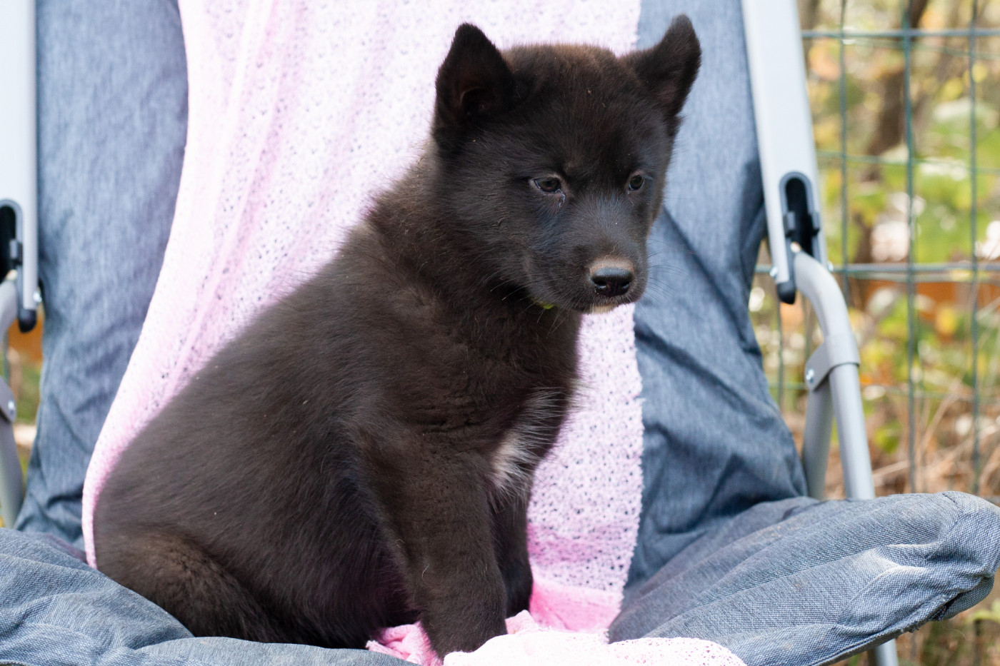 Of Northern Lights Spirit - Chiots disponibles - Siberian Husky