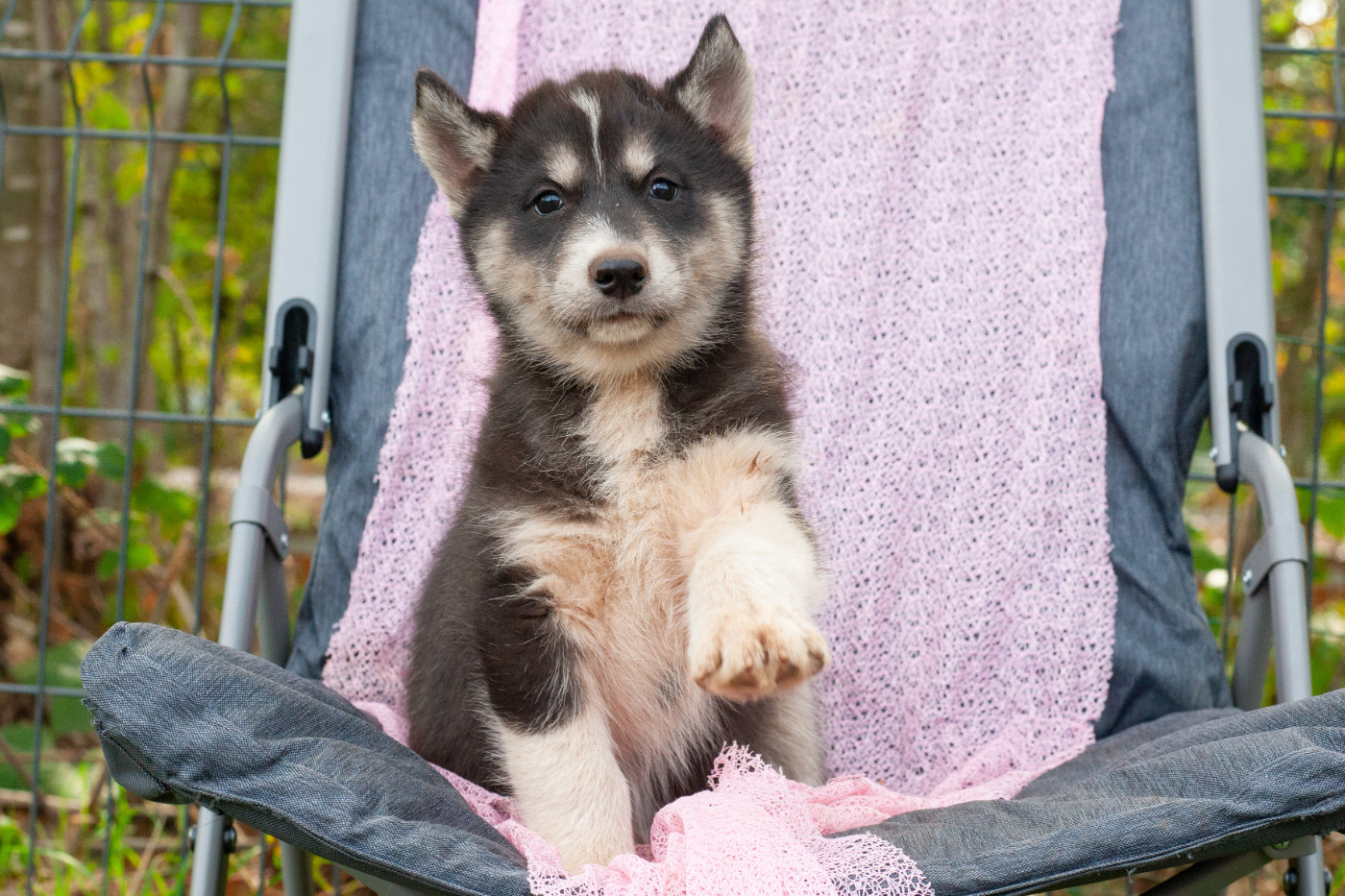 Of Northern Lights Spirit - Chiots disponibles - Siberian Husky