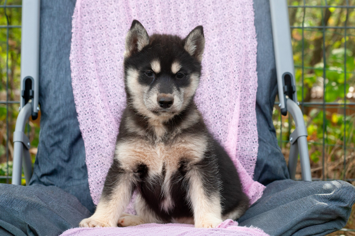 Of Northern Lights Spirit - Chiots disponibles - Siberian Husky