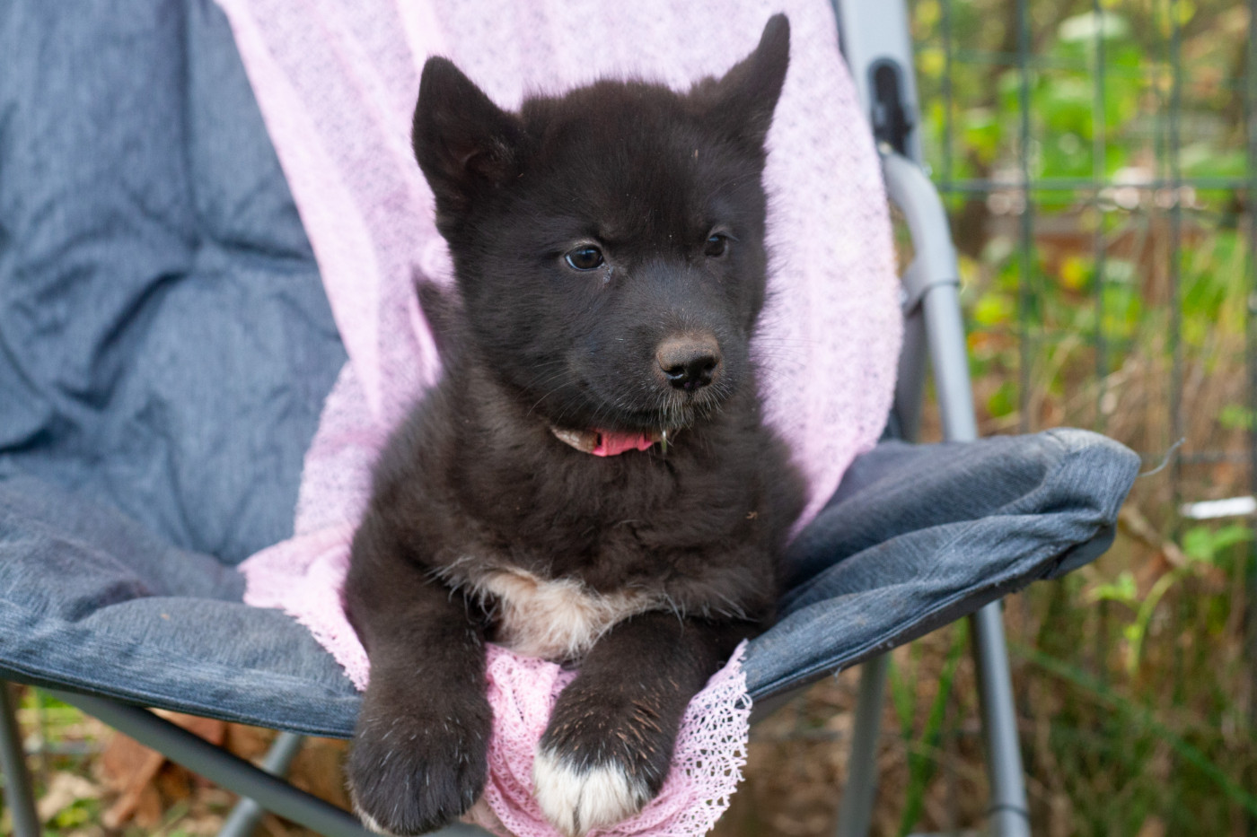 Of Northern Lights Spirit - Chiots disponibles - Siberian Husky