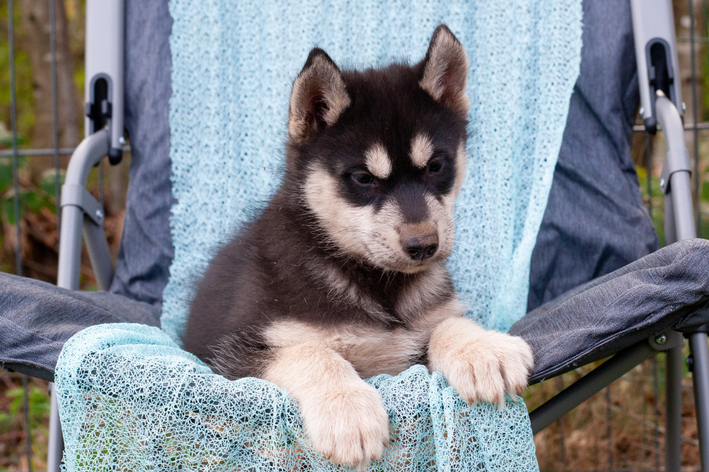 Of Northern Lights Spirit - Chiots disponibles - Siberian Husky
