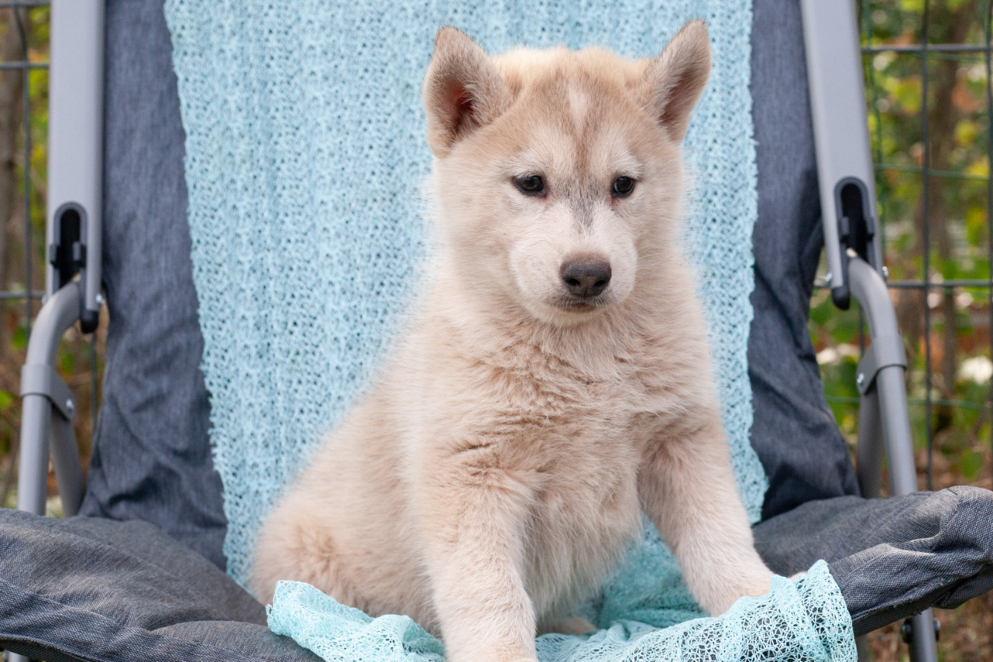 Of Northern Lights Spirit - Chiots disponibles - Siberian Husky