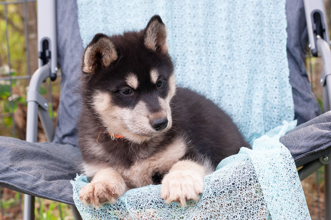 Of Northern Lights Spirit - Chiots disponibles - Siberian Husky