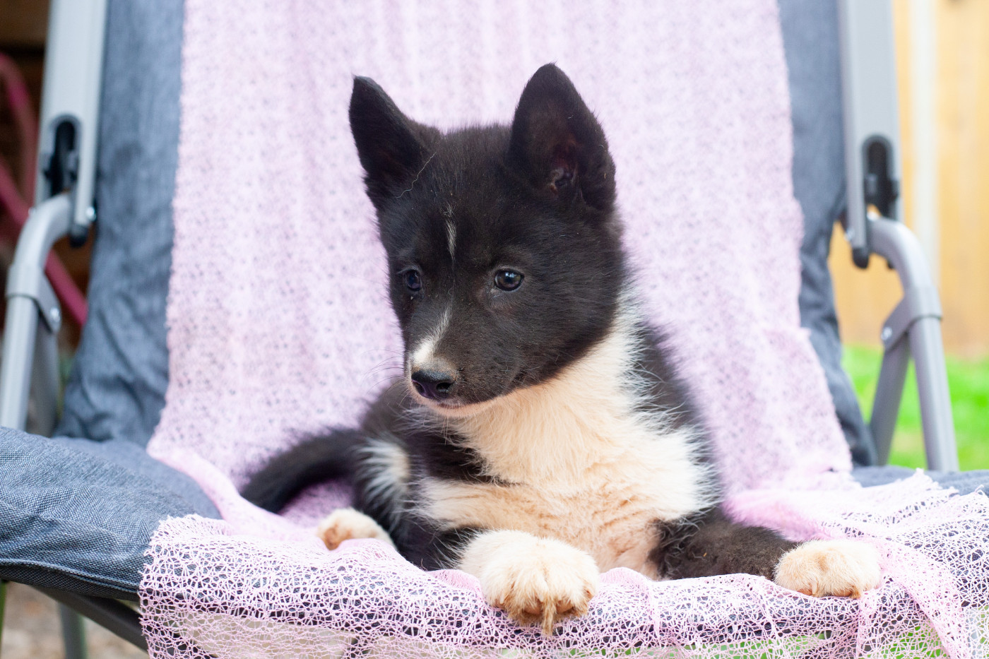Of Northern Lights Spirit - Chiots disponibles - Siberian Husky