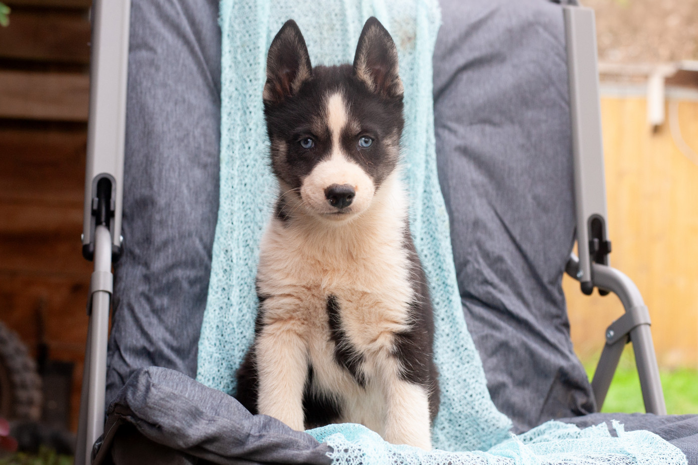 Of Northern Lights Spirit - Chiots disponibles - Siberian Husky