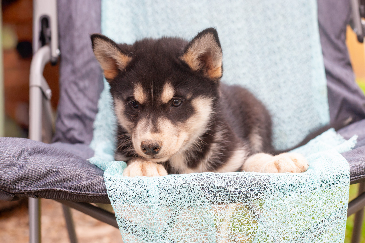 Of Northern Lights Spirit - Chiots disponibles - Siberian Husky