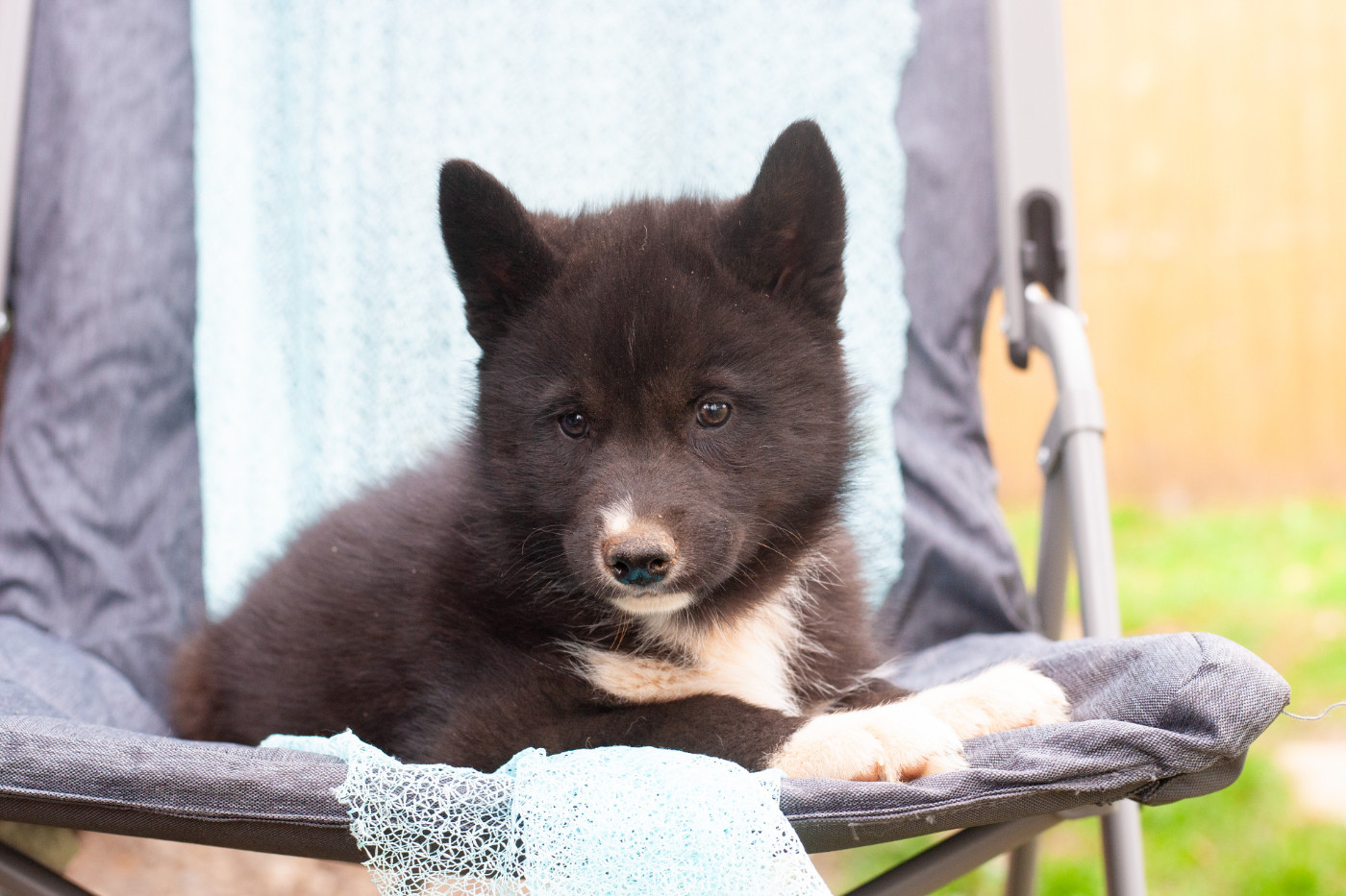Of Northern Lights Spirit - Chiots disponibles - Siberian Husky