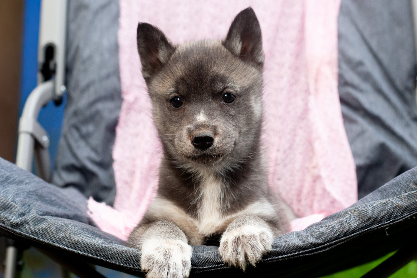 Of Northern Lights Spirit - Chiots disponibles - Siberian Husky