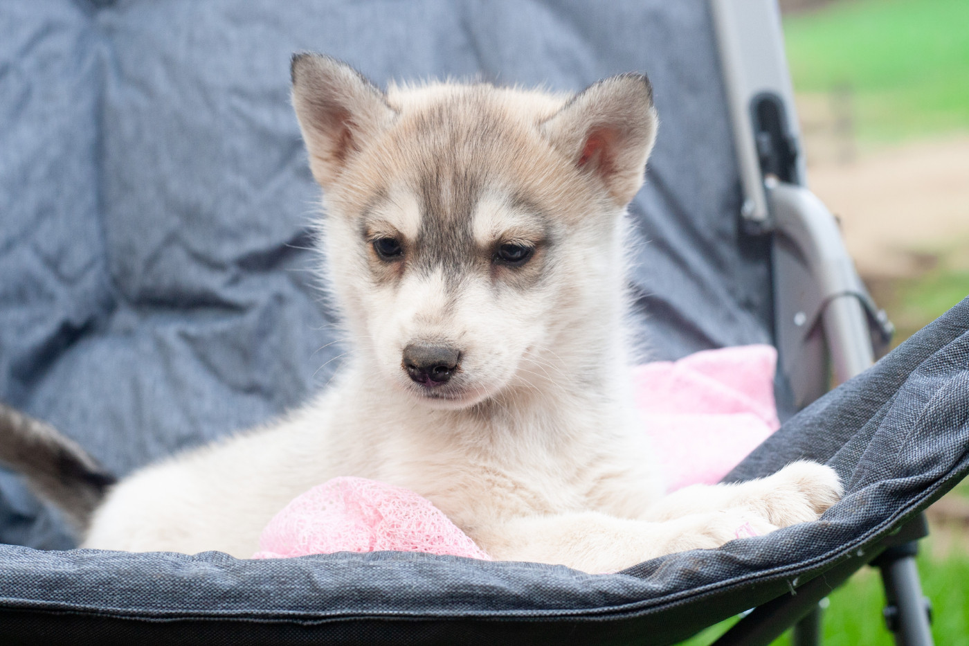 Of Northern Lights Spirit - Chiots disponibles - Siberian Husky