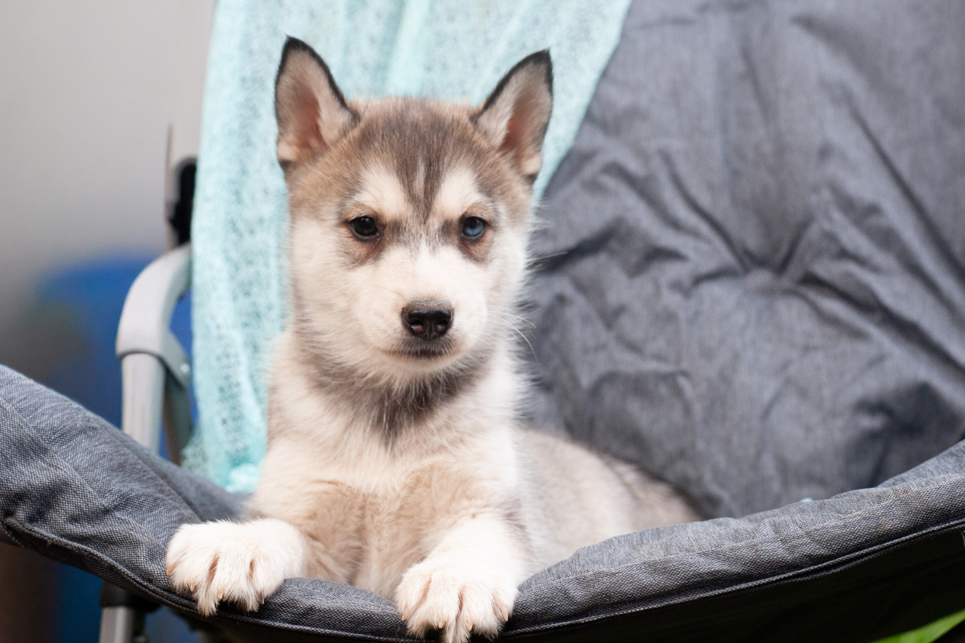 Of Northern Lights Spirit - Chiots disponibles - Siberian Husky