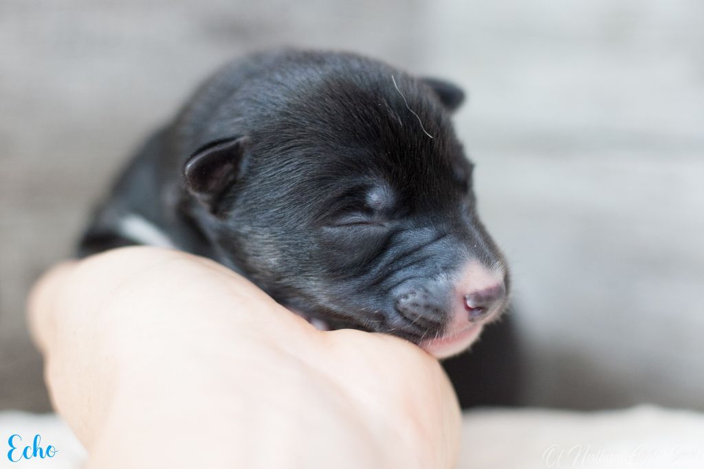 Of Northern Lights Spirit - Chiots disponibles - Siberian Husky