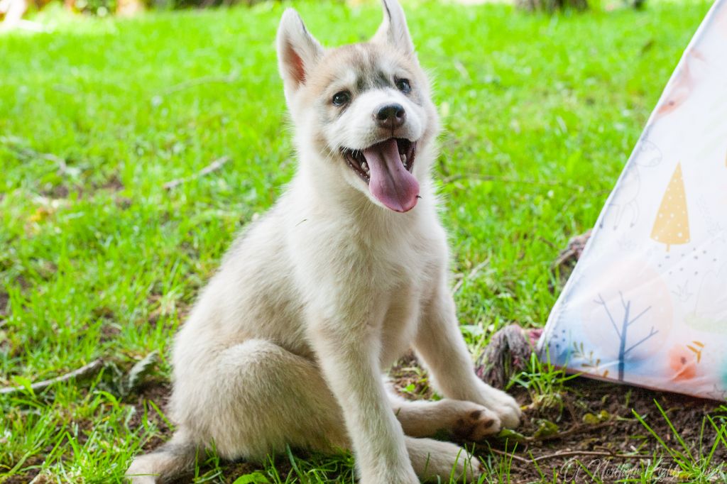 Of Northern Lights Spirit - Chiots disponibles - Siberian Husky