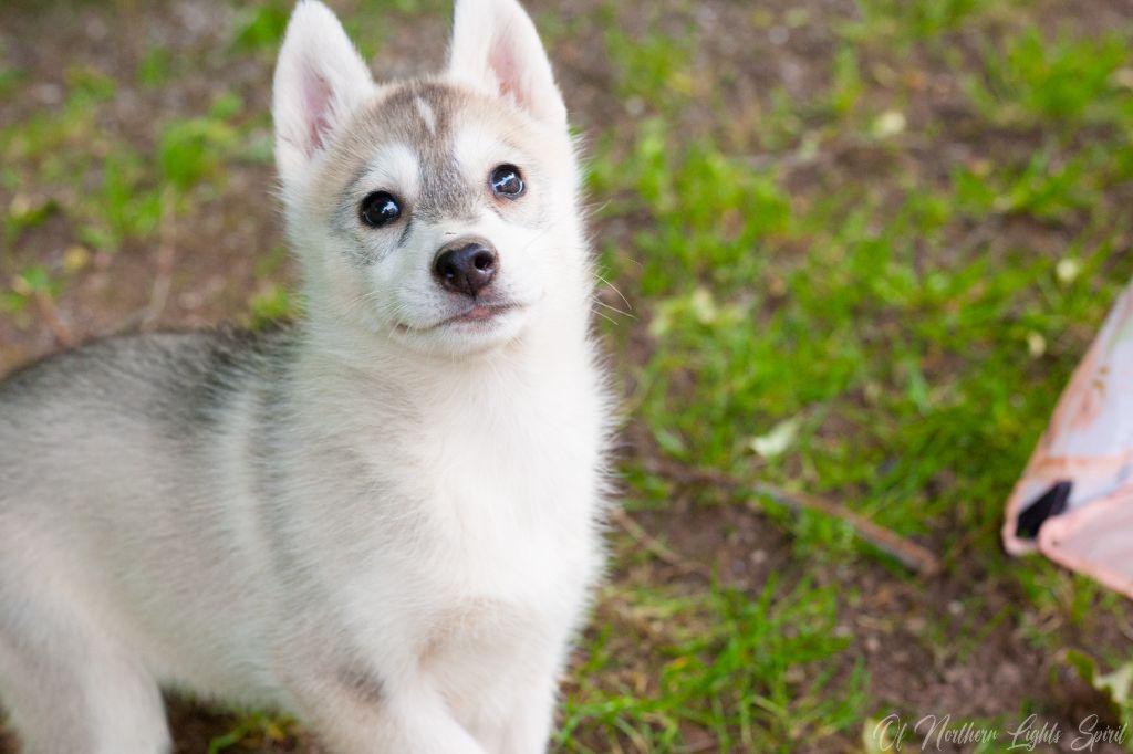 Of Northern Lights Spirit - Chiots disponibles - Siberian Husky