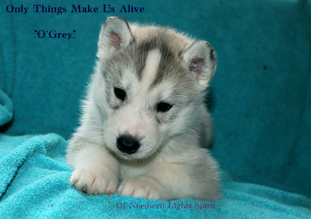 Of Northern Lights Spirit - Siberian Husky - Portée née le 21/09/2018