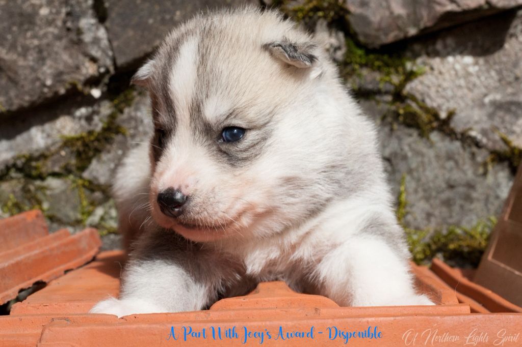 Of Northern Lights Spirit - Chiots disponibles - Siberian Husky