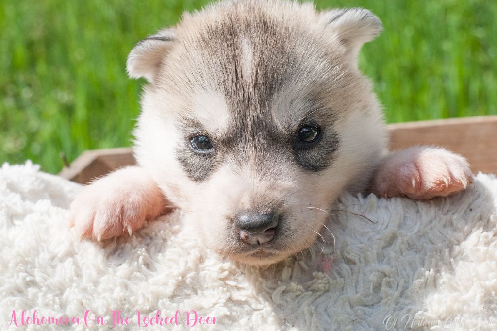 Of Northern Lights Spirit - Chiots disponibles - Siberian Husky