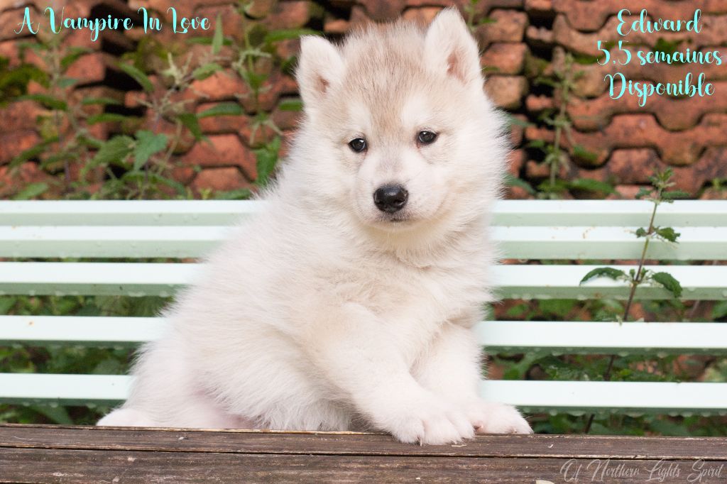 Of Northern Lights Spirit - Chiots disponibles - Siberian Husky