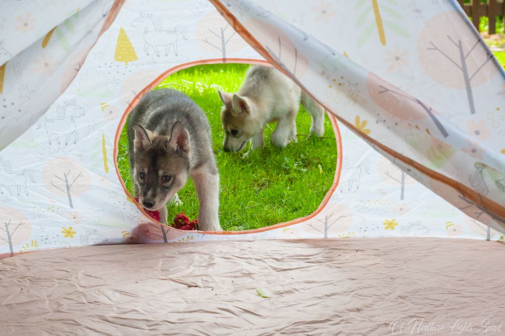 Of Northern Lights Spirit - Chiots disponibles - Siberian Husky