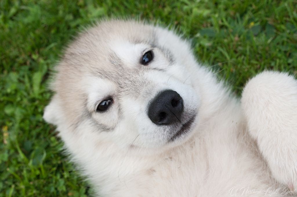 Of Northern Lights Spirit - Chiots disponibles - Siberian Husky