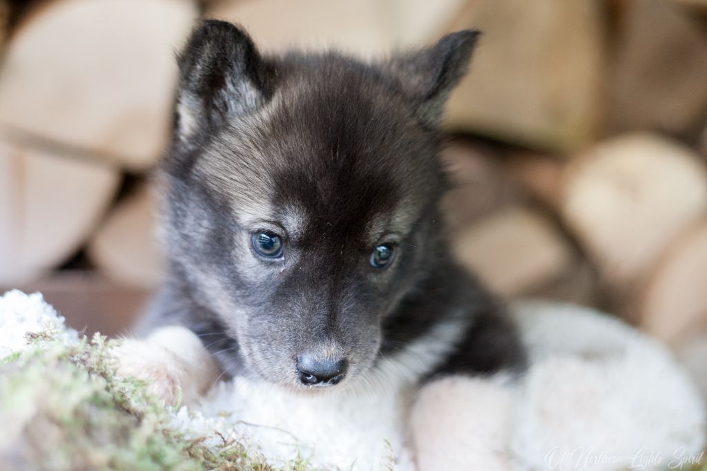 Of Northern Lights Spirit - Chiots disponibles - Siberian Husky