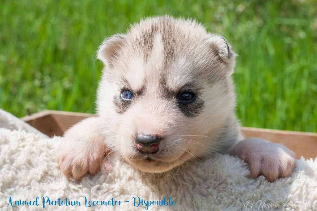 Of Northern Lights Spirit - Chiots disponibles - Siberian Husky