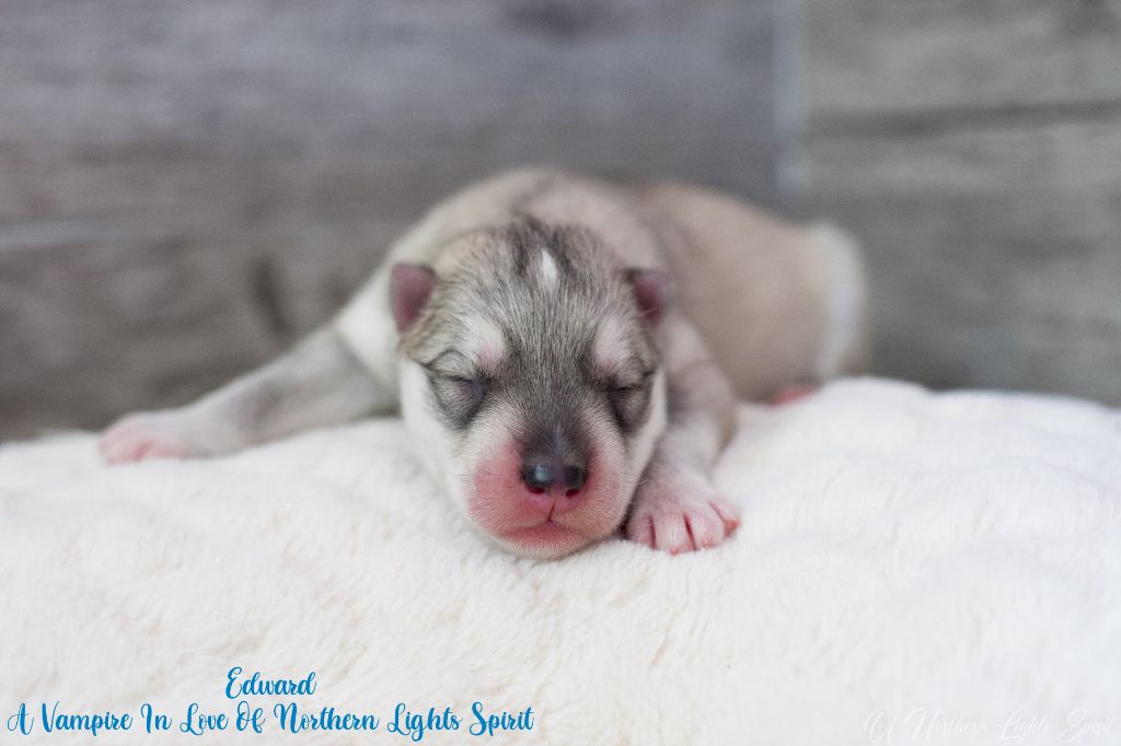 Of Northern Lights Spirit - Chiots disponibles - Siberian Husky