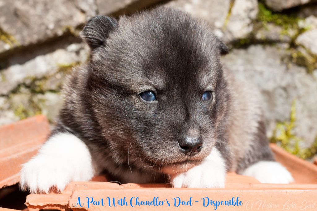 Of Northern Lights Spirit - Chiots disponibles - Siberian Husky